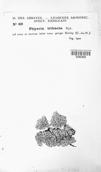 Physcia tribacia image